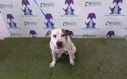 Shelter Stray Male Dog last seen , 2769 Conroy Rd, Orlando, FL 32839, USA
