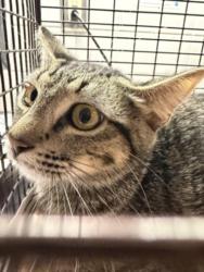 Shelter Stray Female Cat last seen , 11361 W Pico Blvd, Los Angeles, CA 90064, USA