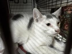 Shelter Stray Female Cat last seen , 14409 Vanowen St, Van Nuys, CA 91405, USA