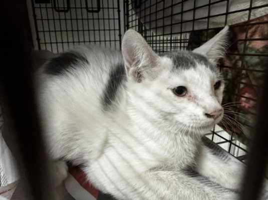 Shelter Stray Female Cat last seen , 14409 Vanowen St, Van Nuys, CA 91405, USA