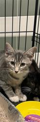 Shelter Stray Male Cat last seen , 14409 Vanowen St, Van Nuys, CA 91405, USA