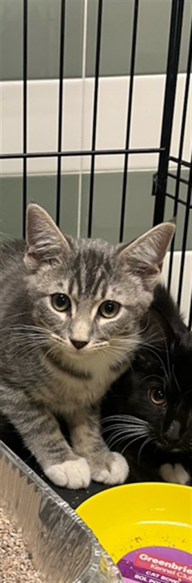Shelter Stray Male Cat last seen , 14409 Vanowen St, Van Nuys, CA 91405, USA