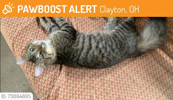 Found/Stray Female Cat last seen N. Diamond Mill Rd. And Salem St., Clayton, OH 45322