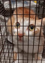 Shelter Stray Female Cat last seen , 1850 W 60th St, Los Angeles, CA 90047, USA