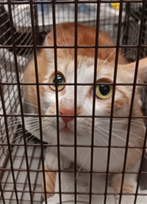 Shelter Stray Female Cat last seen , 1850 W 60th St, Los Angeles, CA 90047, USA