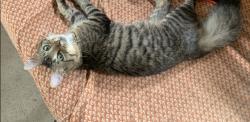 Found/Stray Female Cat last seen N. Diamond Mill Rd. And Salem St., Clayton, OH 45322