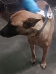 Shelter Stray Female Dog last seen , 1850 W 60th St, Los Angeles, CA 90047, USA