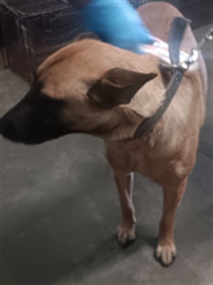Shelter Stray Female Dog last seen , 1850 W 60th St, Los Angeles, CA 90047, USA