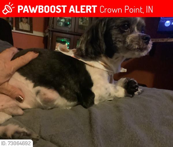 Lost Male Dog last seen Near Buchanan st ctown point in, Crown Point, IN 46307