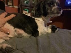 Lost Male Dog last seen Near Buchanan st ctown point in, Crown Point, IN 46307
