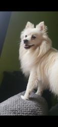 Lost Male Dog last seen Near oakforge DR , Indianapolis, IN 46254
