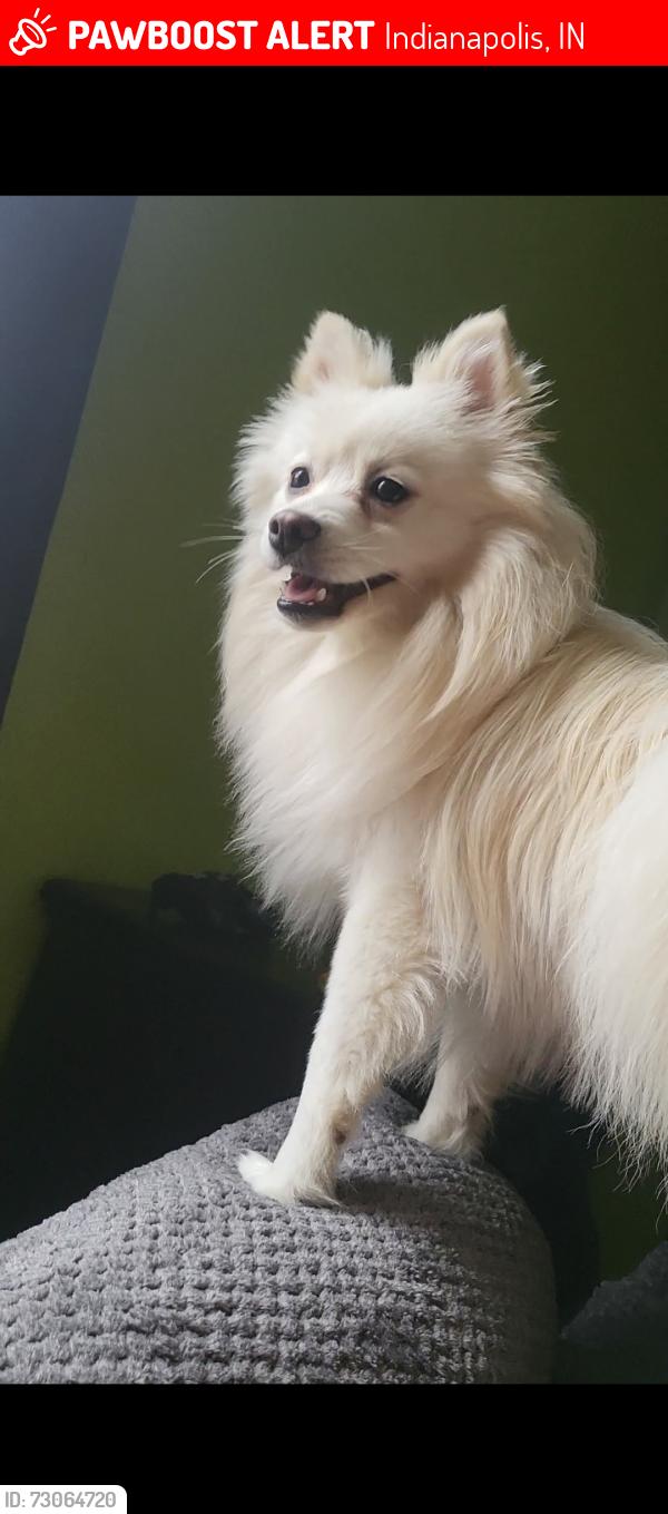 Lost Male Dog last seen Near oakforge DR , Indianapolis, IN 46254