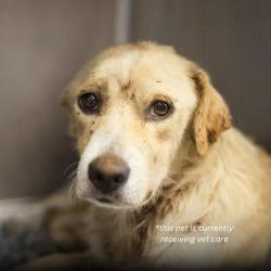 Shelter Stray Male Dog last seen Near BLOCK MENCHACA, 4710 TX-151, San Antonio, TX 78227, USA
