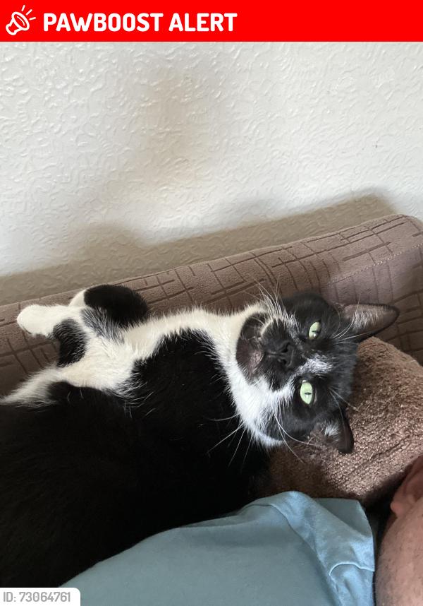 Lost Male Cat last seen Near runswick grove bd5, West Yorkshire, England BD5 8LS