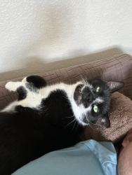 Lost Male Cat last seen Near runswick grove bd5, West Yorkshire, England BD5 8LS