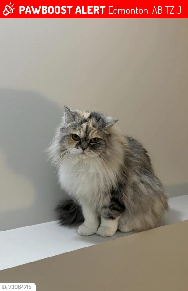 Lost Female Cat last seen Near McConachie Boulevard Northwest, Edmonton, AB T5Z 0J1