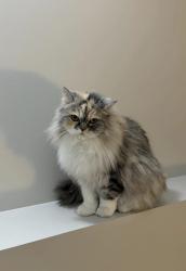 Lost Female Cat last seen Near McConachie Boulevard Northwest, Edmonton, AB T5Z 0J1