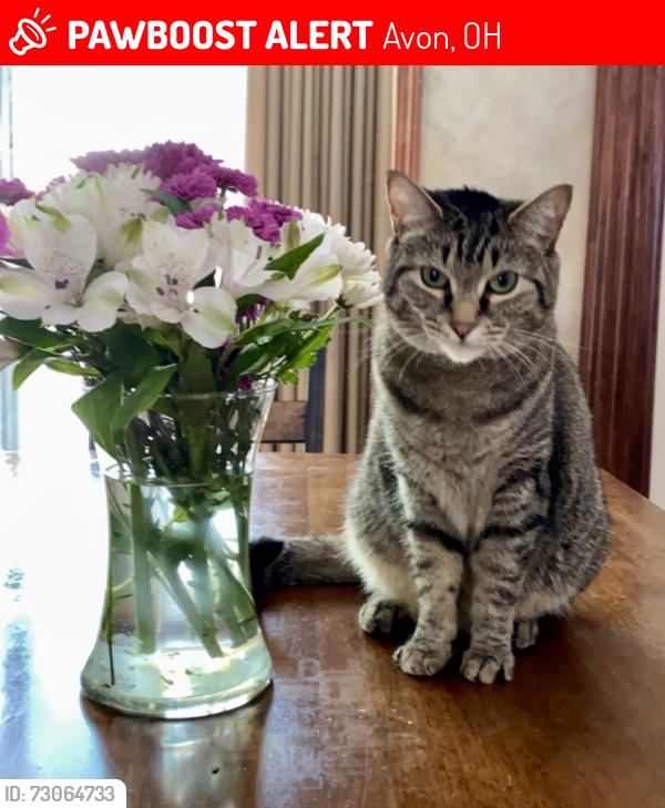Lost Female Cat last seen Redtail Subdivision, Avon, OH 44011