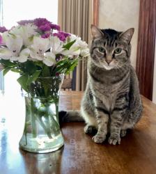 Lost Female Cat last seen Redtail Subdivision, Avon, OH 44011