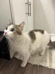 Reunited Unknown Cat last seen Pool at Rio Promenade Apts, San Diego, CA 92108
