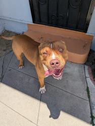 Found/Stray Male Dog last seen Meade and Illinois, San Diego, CA 92116
