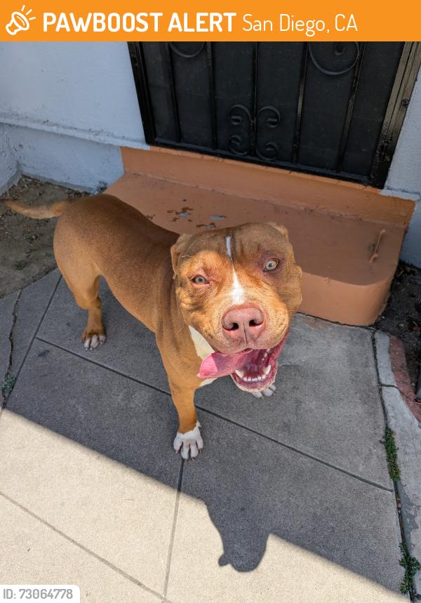 Found/Stray Male Dog last seen Meade and Illinois, San Diego, CA 92116