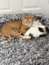 Lost Female Cat last seen Erie Parkway County Line, Erie, CO 80516
