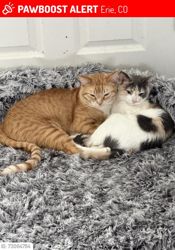 Lost Female Cat last seen Erie Parkway County Line, Erie, CO 80516