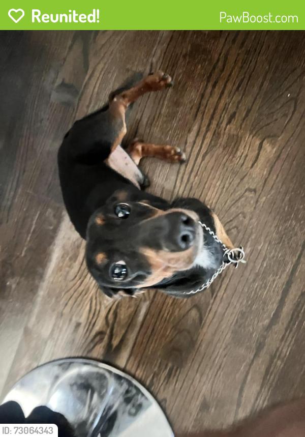 Reunited Male Dog last seen Hopkins Rd, Powder Springs, GA 30127