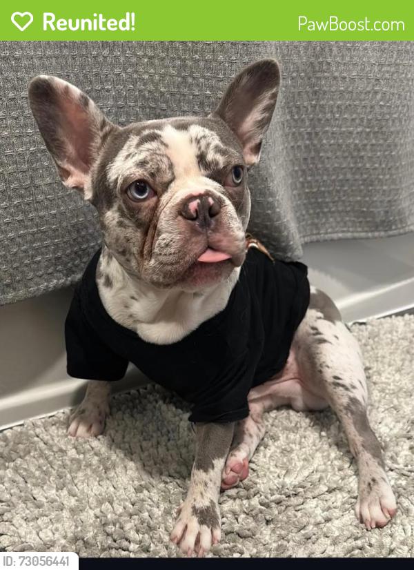 Reunited Male Dog last seen Near NE 19th ave , North Miami Beach, FL 33162