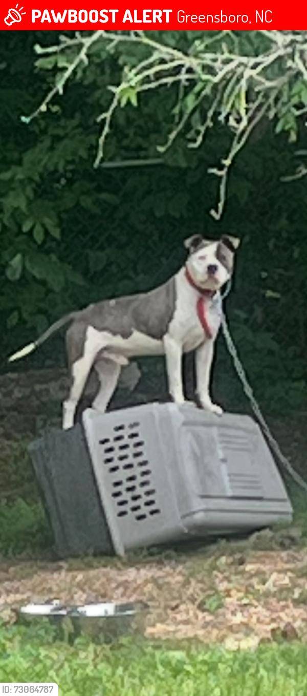 Lost Male Dog last seen N/A, Greensboro, NC 27401
