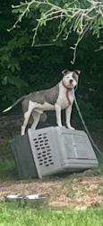 Lost Male Dog last seen N/A, Greensboro, NC 27401