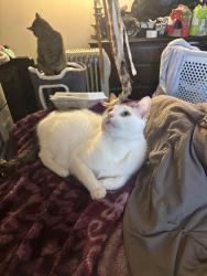 Lost Male Cat last seen near bessemer, Greensboro, NC 27405