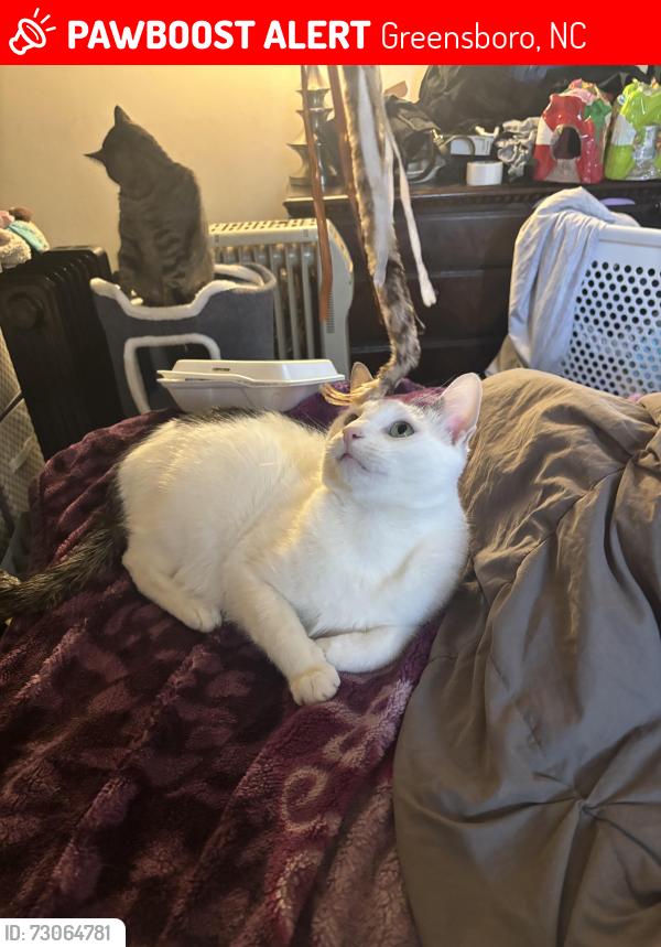 Lost Male Cat last seen near bessemer, Greensboro, NC 27405