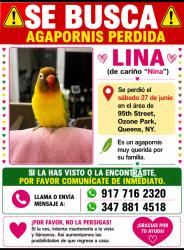 Lost Female Bird last seen Ozone park queens , Willow Springs, IL 60480