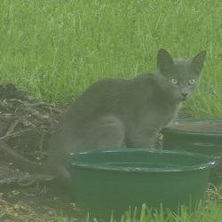 Found/Stray Unknown Cat last seen Lazy k Hughland Rd, Baton Rouge, LA 70810