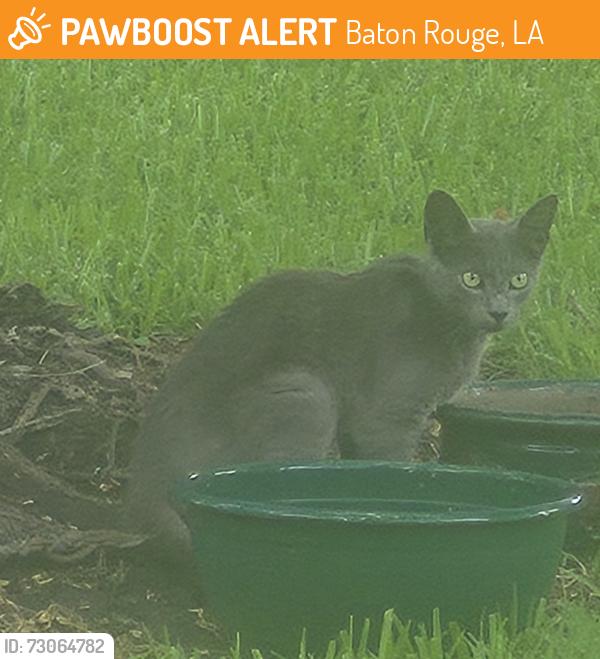 Found/Stray Unknown Cat last seen Lazy k Hughland Rd, Baton Rouge, LA 70810