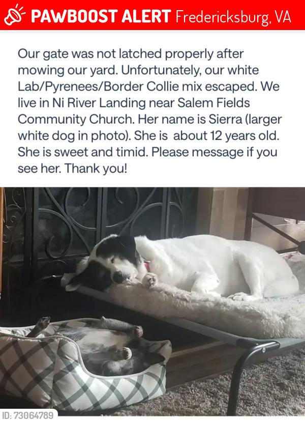 Lost Female Dog last seen Along Ni River Landing , Fredericksburg, VA 22407