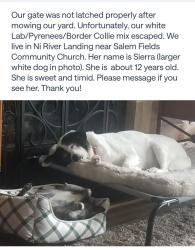 Lost Female Dog last seen Along Ni River Landing , Fredericksburg, VA 22407