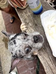 Reunited Female Dog last seen Light st and calvert, Baltimore, MD 21230