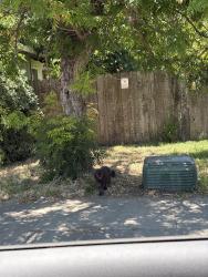 Found/Stray Unknown Dog last seen Kelley and Richland , Stockton, CA 95207