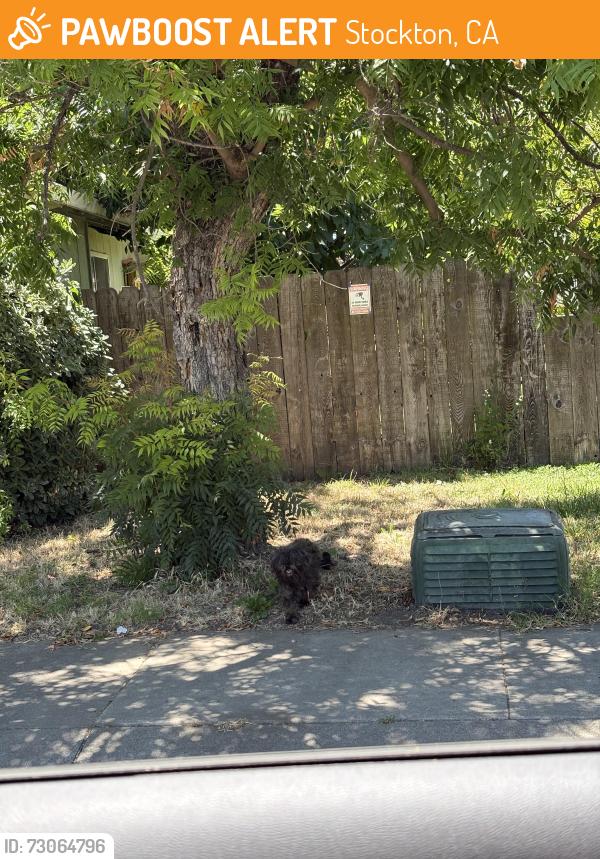 Found/Stray Unknown Dog last seen Kelley and Richland , Stockton, CA 95207