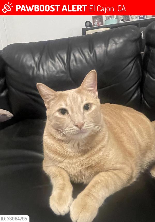 Lost Male Cat last seen Near Royal road below Jackson hill , El Cajon, CA 92021