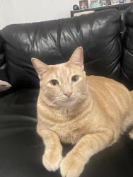 Lost Male Cat last seen Near Royal road below Jackson hill , El Cajon, CA 92021