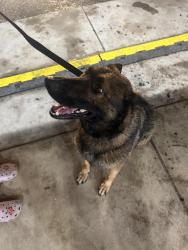 Found/Stray Female Dog last seen Rangeline Rd, Englewood, OH 45322