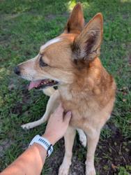 Found/Stray Female Dog last seen Epping Forest Drive in Oak Hill Farms, Tallahassee, FL 32317