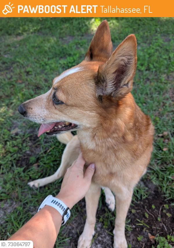 Found/Stray Female Dog last seen Epping Forest Drive in Oak Hill Farms, Tallahassee, FL 32317