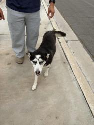 Found/Stray Female Dog last seen sleeping on the lawns on San Miguel Ave In SB, San Bernardino, CA 92407