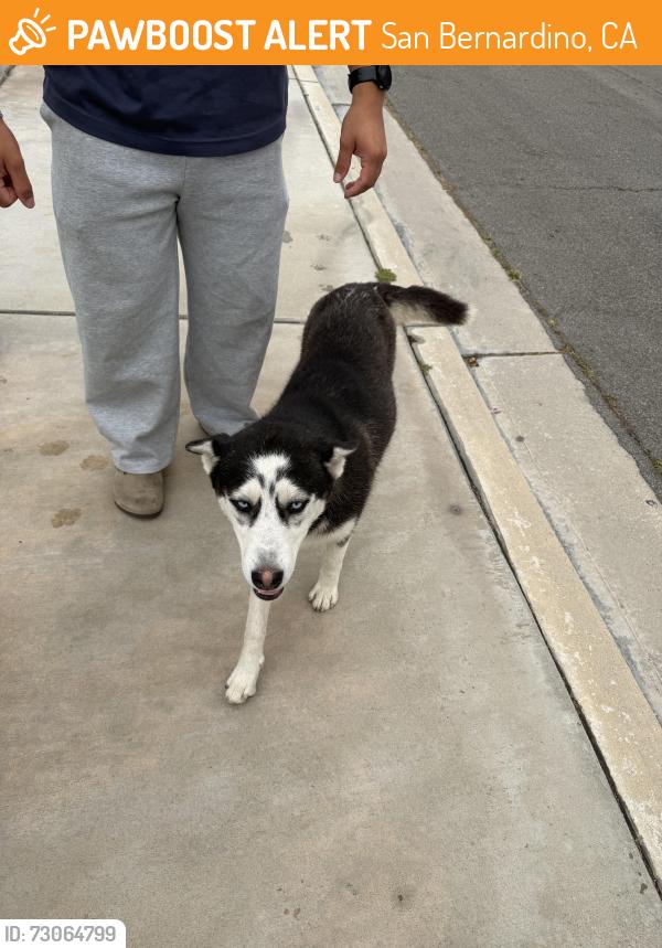 Found/Stray Female Dog last seen sleeping on the lawns on San Miguel Ave In SB, San Bernardino, CA 92407