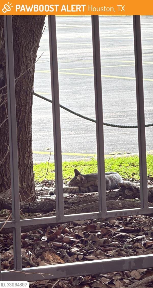 Found/Stray Unknown Cat last seen Near S Gessner Rd Ste 101 Houston, TX 77063 United States, Houston, TX 77063